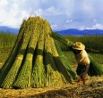 Tule gathering in Patzcuaro