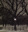 Coldest Night Central Park, New York