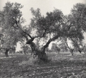 Olive Trees, Sevilla Spain